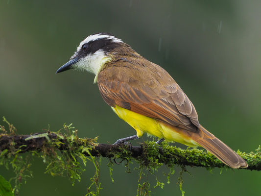 SCHWEFELTYRANN, GREAT KISKADEE, PITANGUS SULPHURATUS