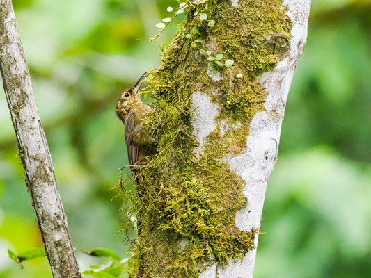 Sternflecken-Baumsteiger, Spotted Woodcreeper - Xiphorhynchus erythropygius