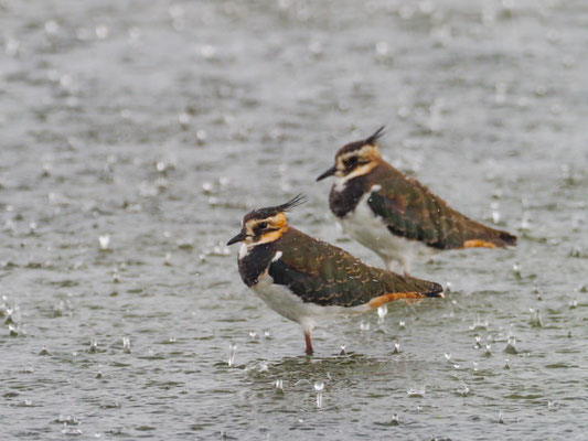 Kiebitz, Northern Lapwing - vanellus vanellus