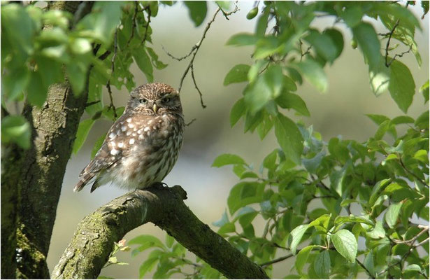 STEINKAUZ, LITTLE OWL , ATHENE NOCTUA