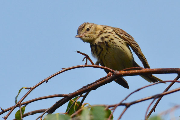 BAUMPIEPER, TREEPIPIT, ANTHUS TRIVIALIS