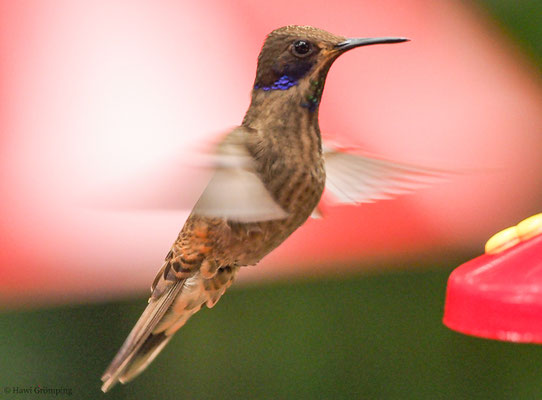 BRAUNER VEILCHENOHRKOLIBRI, BROWN VIOLET-EAR, COLIBRI DELPHINAE