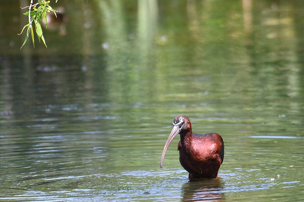 BRAUNER SICHLER, GLOSSY IBIS, PLEGADIS FALCINELLUS