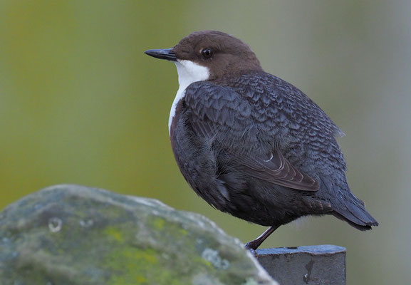 WASSERAMSEL, DIPPER, CINCLUS CINCLUS
