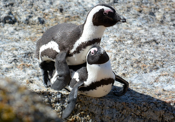 KAPPINGUIN, AFRICAN PENGUIN, PESPHENISCUS DEMERSUS