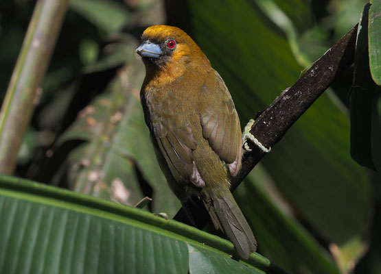 AZTEKENBARTVOGEL, PRONG-BILLED BARBET,  SEMINORNIS FRANTZII