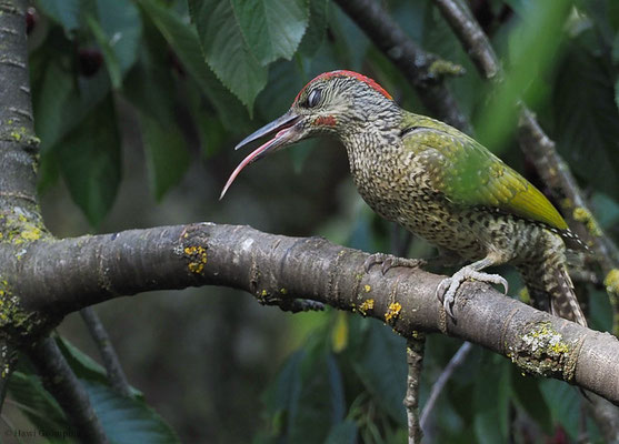 GRÜNSPECHT, GREEN WOODPECKER, PICUS VIRIDIS