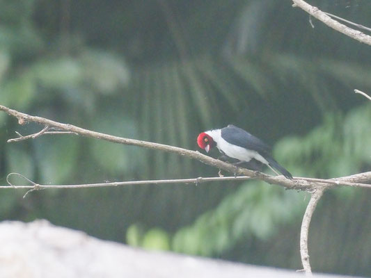 Dominikanerkardinal, Red-capped Cardinal - Paroaria gularis