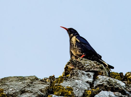 ALPENKRÄHE, CHOUGH, PYRRHOCORAX PYRRHOCORAX