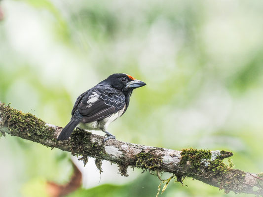Weißnackenbartvogel, Orange-fronted Barbet - Capito squamatus