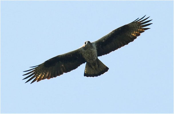 HABICHTSADLER, BONELLI´S EAGLE, AQUILA FASCIATA