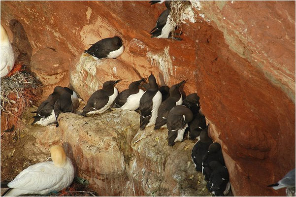 TROTTELLUMME, GUILLEMOT, URIA AALGE