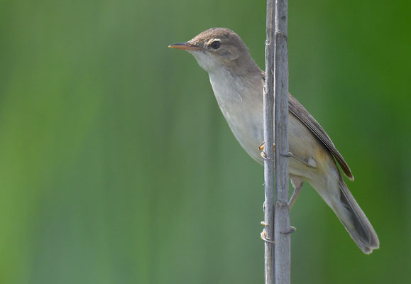 BLASSSPÖTTER, OLIVACEUS WARBLER, IDUNA PALLIDA