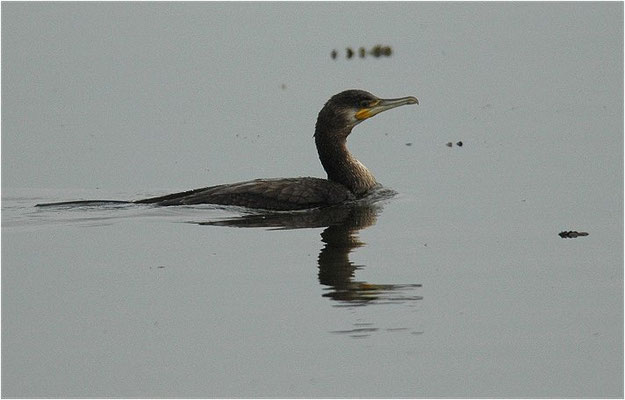KORMORAN, GREAT CORMORANT, PHALACROCORAX CARBO