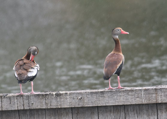 HERBSTPFEIFGANS, BLACK-BELLID WHISTLING DUCK, DENDROCYGNA AUTUMNALIS