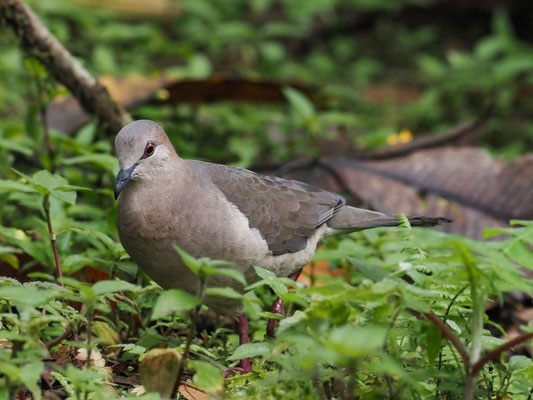 WEISSSTIRNTAUBE, WHITE-TIPPED DOVE - LEPTOTILA VERREAUXI