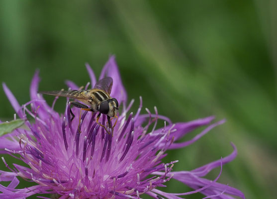 GROSSE SUMPFSCHWEBFLIEGE, HELOPHILUS TRIVITATTUS