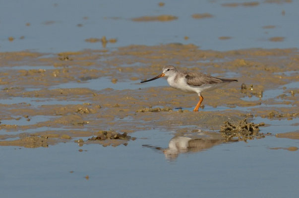 TEREK-WASSERLÄUFER, TEREK SANDPIPER, XENUS CINEREUS