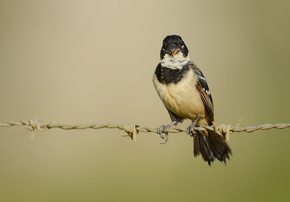 BRAUNBÜRZELPFÄFFCHEN, WHITE-COLLARED SEEDEATER, SPOROPHILA TORQUEOLA