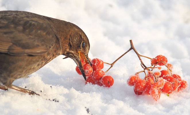 Amsel mit Vogelbeeren