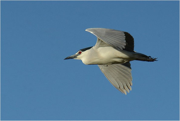 NACHTREIHER, NIGHT HERON, NYCTICORAX NYCTICORAX