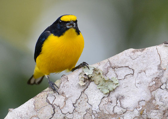 SCHWALBENORGANIST, YELLOW-THROATED EUPHONIA, EUPHONIA HIRUNDINACEA