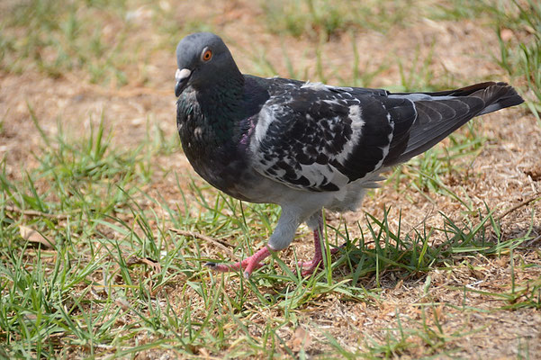 FELSENTAUBE, ROCK DOVE, COLUMBIA LIVIA