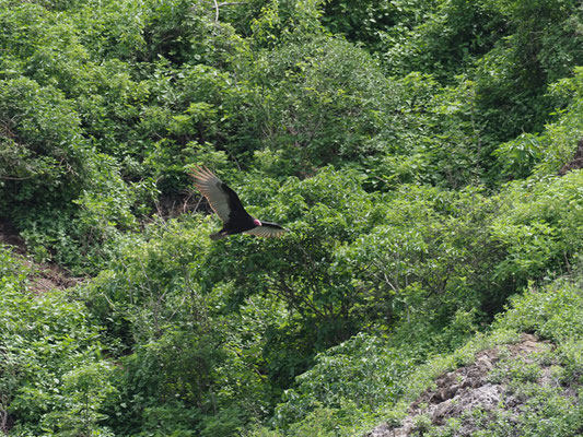 Truthahngeier, Turkey Vulture - Cathartes aura