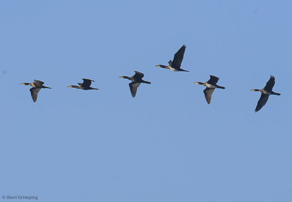KORMORAN, CORMORANT, PHALACROCORAX CARBO