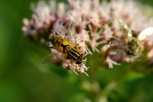 HELLE SUMPFSCHWEBFLIEGE, HELOPHILUS HYBRIDUS
