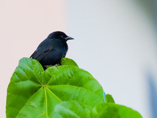 BUSCHSTÄRLING, SCRUB BLACKBIRD - DIVES WARCZEWICZI