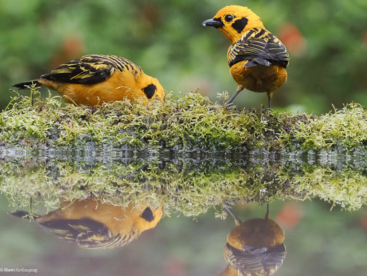 GOLDTANGARE, GOLDEN TANAGER - TANGARA ARTHUS