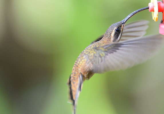 WESTLICHER LANGSCHWANZSCHATTENKOLIBRI, LONG-BILLED HERMIT, PHAETORNIS LONGIROSTRIS