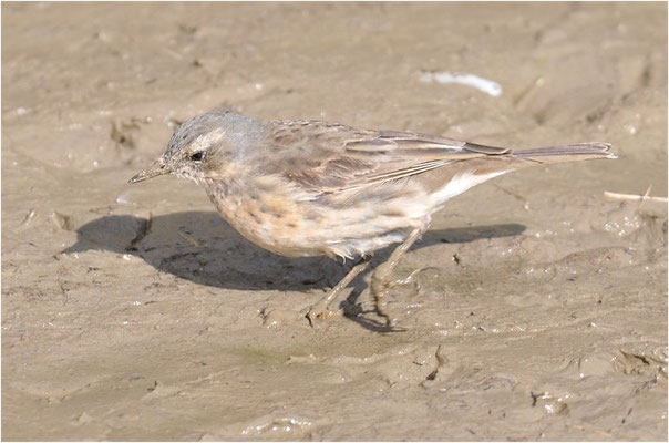BERGPIEPER, WATER PIPIT, ANTHUS SPINOLETTA