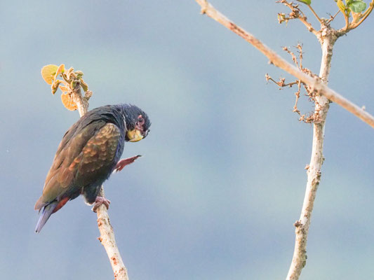 Glanzflügelpapagei, Bronze-winged Parrot - Pionus chalcopterus