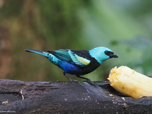 AZURKOPFTANGARE, BLUE-NECKED TANAGER - TANGARA CYANICOLLIS
