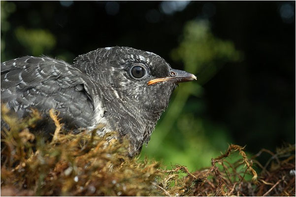 KUCKUCK, COCKOO, CUCULUS CANORUS