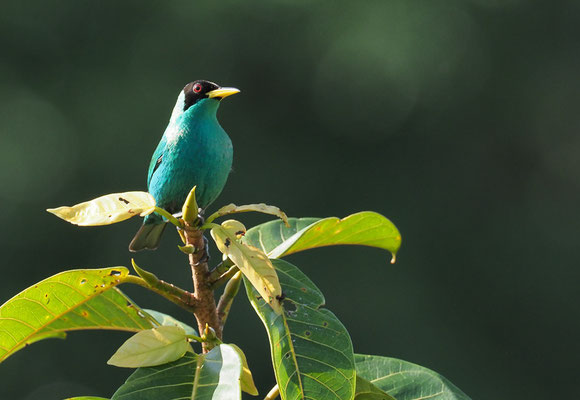 KAPPENNASCHVOGEL, GREEN HONEYCREEPER, CHLOROPHANES SPIZA
