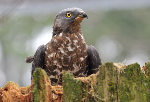 WESPENBUSSARD, HONEY BUZZARD, PERNIS APIVORUS