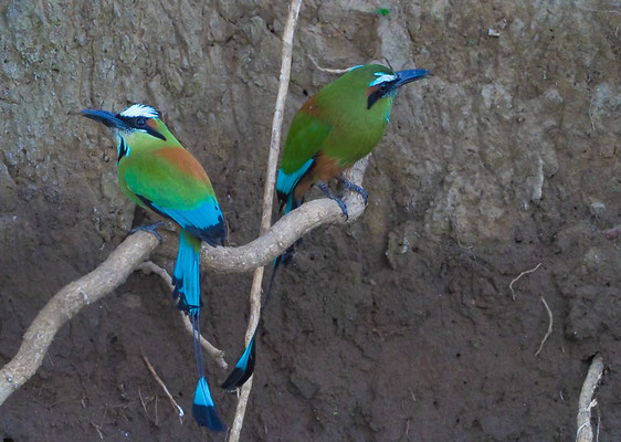 TÜRKISBRAUENMOTMOT, TURQUOISE-BROWED MOTMOT, EUMOMATA SUPERCILIOSA