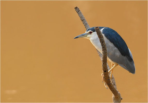 NACHTREIHER, BLACK-CROWNED NIGHT-HERON, NYCTICORAX NYCTICORAX