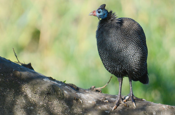 HELM-PERLHUHN, HELMTED GUINEAFOWL, NUMIDA MELEAGRIS