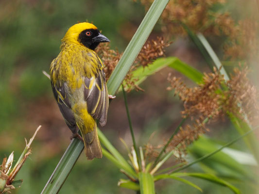 Maskenweber, southern masked weaver, ploceus velatus 