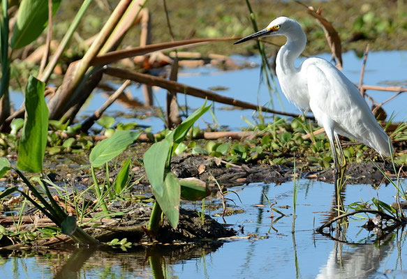 SCHMUCKREIHER, SNOWY EGRET, EGRETTA THULA