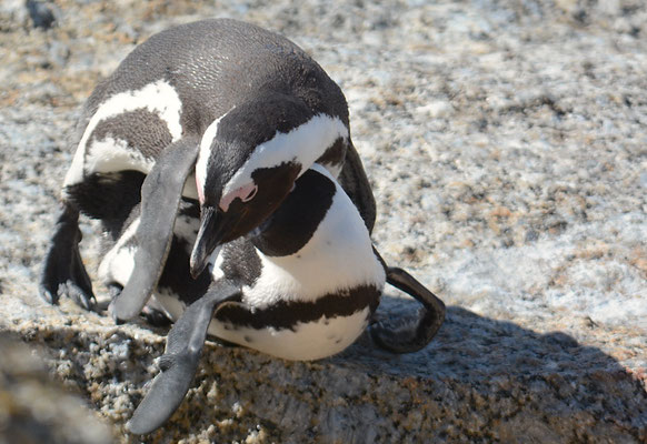 KAPPINGUIN, AFRICAN PENGUIN, PESPHENISCUS DEMERSUS
