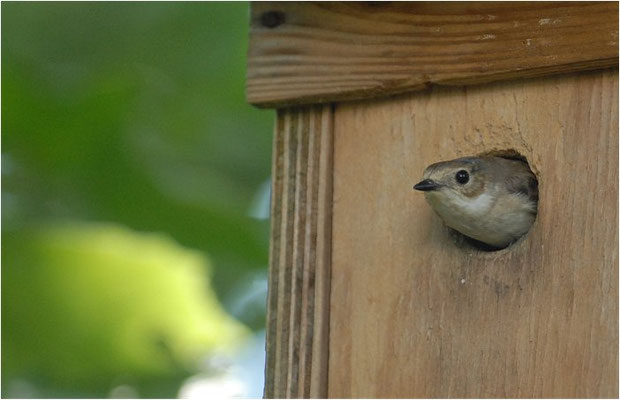 TRAUERSCHNÄPPER, PIED FLYCATCHER, FICEDULA HYPOLEUCA