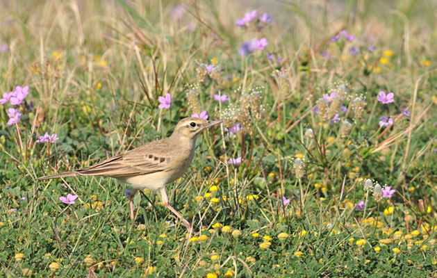 BRACHPIEPER, TAWNY PIPIT, ANTHUS CAMPESTRIS