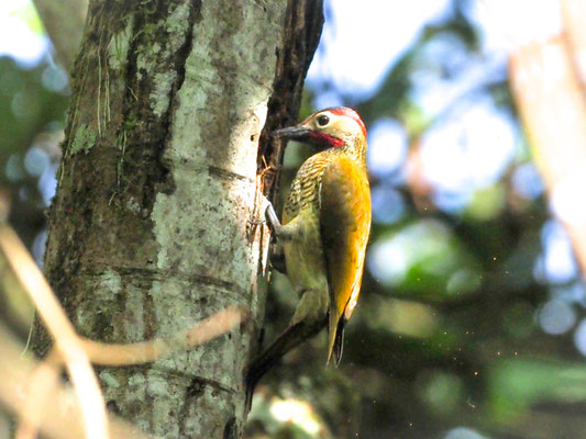 Sperlingsspecht, Little Woodpecker - Veniliornis passerinus