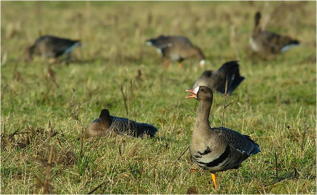 BLÄSSGANS, WHITE-FRONTED GOOSE, ANSER ALBIFRONS