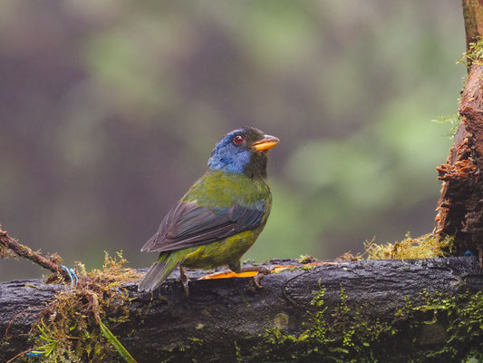 EDWARDSTANGARE, MOSS-BACKED TANAGER -  BANGSIA EDWARDSI